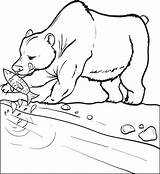Bear Fish Coloring Pages Polar Catching Clipart Cartoon Eating Cola Coca Color Animal Getcolorings Colouring Kids Printable Getdrawings Clipground sketch template