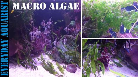 grow marine macro algae planted saltwater aquarium youtube