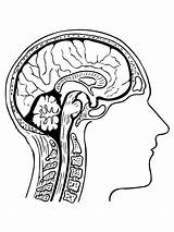 Cerebro Cervello Neuroanatomia Gehirn Cerebros Supercoloring Ausmalbild Stilizzato Humanos Umano Menschliche Organo Impressionante Anatomie Head Getcolorings Imagui Categorías sketch template