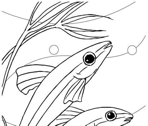 freshwater fish coloring pages  coloring page