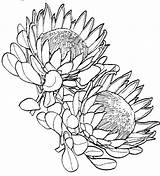 Protea Flower Drawing Coloring Tattoo Flowers Drawings Sketch King Waratah Colouring Pages Sketches South Plant Botanical Illustration Board Sketchite African sketch template