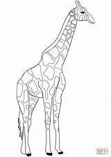 Giraffa Disegno Stampare sketch template