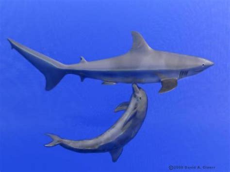 Top 5 Dolphin Myths Dispelled