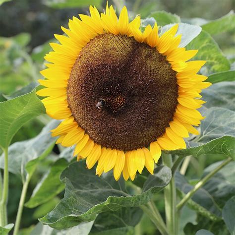 buy sunflower helianthus tall single