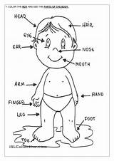 Body Organs Coloring Human Pages Parts Getcolorings Printable sketch template