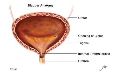 bladder urethra anatomy usmle strike