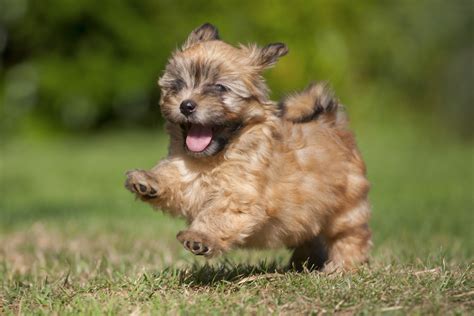 popular cute small dog breeds sheknows