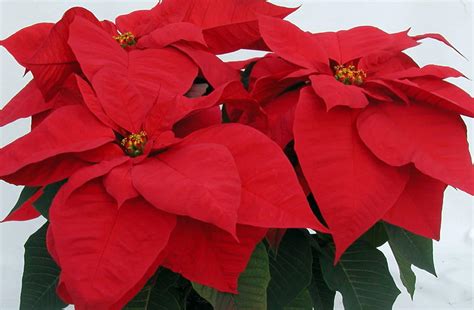 poinsettias tips  caring   holidays  loved plant big