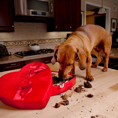 dog eats chocolate pet butler
