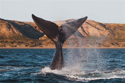 ¿cuáles son las principales características de la ballena