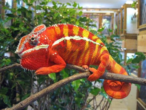 animal picture panther chameleon