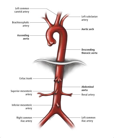 aorta structure function  clinical importance steve gallik