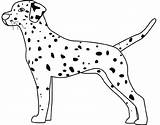 Coloring Dalmatian Dalmation Pages Dog Doberman Drawings Di Designlooter 58kb 480px sketch template