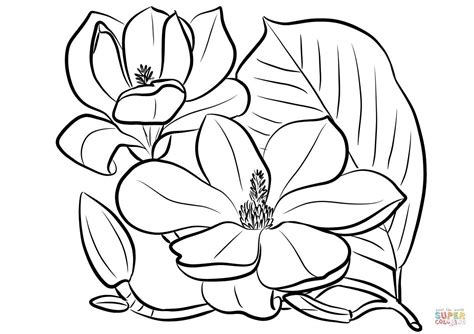 magnolia flower drawing  getdrawings