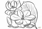 Magnolia Coloring Flower Southern Drawing Pages Printable Flowers Template Getdrawings Drawings Templates Categories sketch template