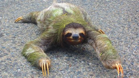 plank eyed girl sloth woman roller girl   power