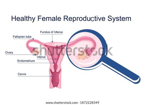 Healthy Female Reproductive System Medical Schema Stock Vector Royalty