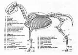Skeletal Pferd sketch template