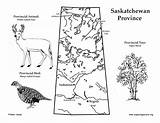 Saskatchewan Map Color Province Canadian Location Exploringnature sketch template