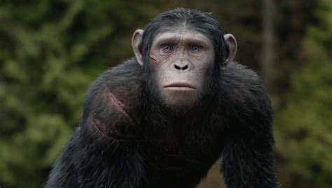 not all apes are created equal for dawn