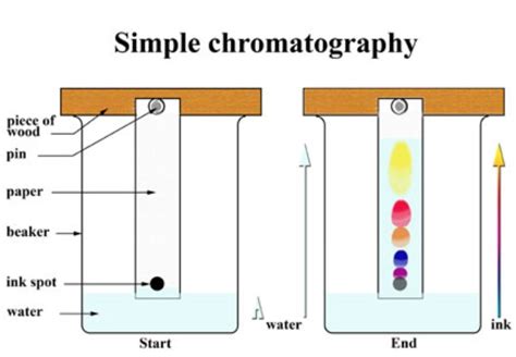 draw  labelled diagram  show  separation  chromatography   recieve points