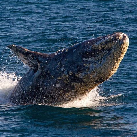 gray whales tongue weighs   poun flickr