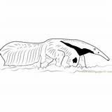 Tamandua Coloring Anteater Bandeira Baby Pages Coloringpages101 Kids sketch template