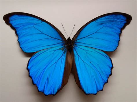 fotos de la mariposa morpho azul imagenes  fotos