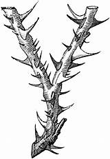 Thorns Clipart Thorn Thorny Plant Usf Etc Clipartmag sketch template