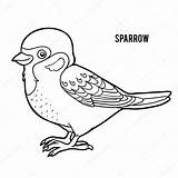 Moineau Spatz Coloriage Livre Illustration Vecteur Malbuch Sparrow Chick Gorrión Adultes Illustrationen sketch template