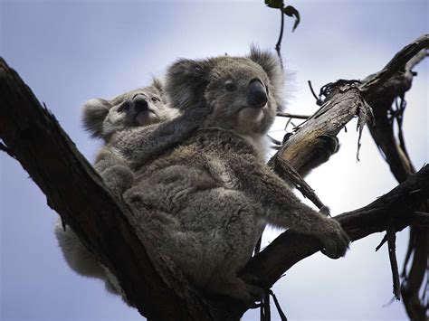 koalas nature and wildlife victoria australia
