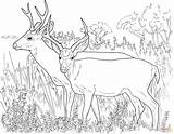 Kleurplaat Hert Kleurplaten Tailed Herten Supercoloring Deers Whitetail Hertje Staart Twee Volwassenen sketch template