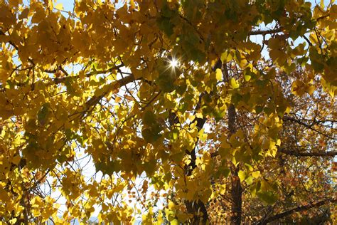 sun peeking through autumn cottonwood leaves picture