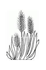 Wheat Coloring Plant Ears Pages Some Sketch Drawings Plants Gif 49kb sketch template