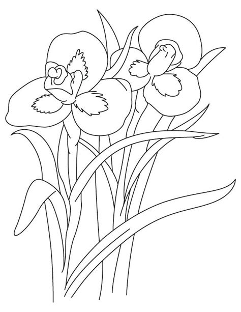 iris flower drawing  getdrawings