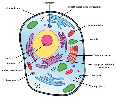 view   parts   animal cell labeled eporali wallpaper
