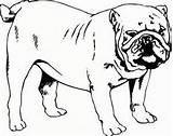 Bulldog English Coloring Pages Printable Mastiff Decals Pug Dog Customize Decal Nose Sticker Graphic Line Getcolorings Color Bulldogs Signspecialist Print sketch template
