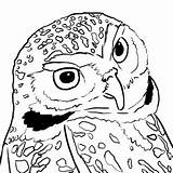 Owl Coloring Burrowing Pages Drawing Getdrawings sketch template