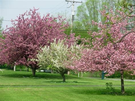 spring tree care tips  portland area residents urban forest pro