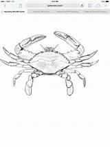 Crab Barnacle Crustacean sketch template