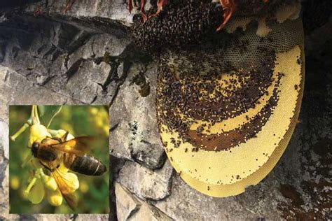 World S Largest Honey Bee ⋆ The Teenager Today
