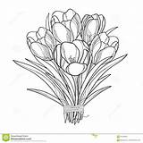 Crocus Coloring Outline Bouquet Flowers Saffron Drawing Vector Spring Isolated Flower Card Ornate Greeting Elements Floral Most Good Getdrawings Getcolorings sketch template