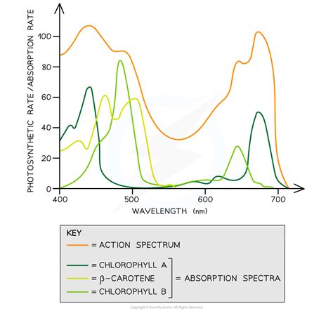 cie  level biology absorption spectra action spectra