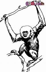 Gibbon Primate Cartoon Affe Gorilla Scimmie Designlooter 93kb Scimmia Webstockreview sketch template