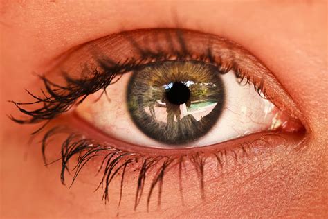 photograph  human eye iris  pupil technology share