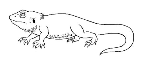 bearded dragon lizard coloring pages  coloring pages dragon
