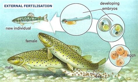 reproduccion sexual en animales bilingual natural science ies