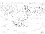 Hare Coloring Snowshoe Pages Mountain Color Supercoloring Irish Drawing Print Printable sketch template