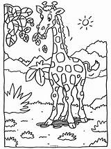 Giraffe Dieren Giraf Leuke Dierentuin Dierentuindieren Animals Kleuters Colorir Bladeren Hoge Moeilijk Ee Terborg600 Safari Knutselen Tiere Giraffen Animais Malvorlagen sketch template