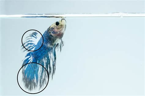 fin rot simple  easy guide  heal betta fin rot siamese fighting